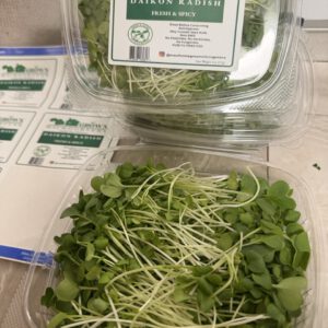 Daikon Minowase Radish